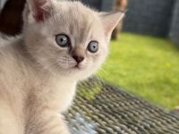 3 wunderschöne BKH Kitten suchen ein neues Zuhause! Bereit zum Ausziehen.