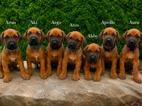 Rhodersky ridgeback