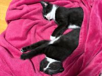 Hauskatzen