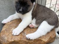 American Akita Welpen
