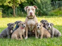American Bully XLWelpen
