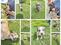 American Bully XLWelpen