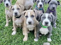 American Bully XL Welpen - liebevoll in der Familie aufgezogen ab sofort abgabebereit