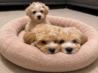 Maltipoo Welpen