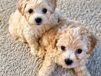 Maltipoo Welpen