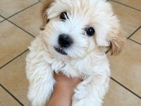 Maltipoo Welpen