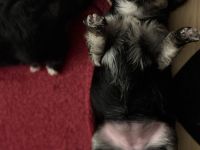 Morkie Welpen