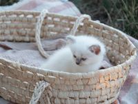 Biete Rassekatzen Kitten Heilige Birma