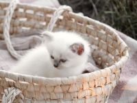 Biete Rassekatze Kitten Heilige Birma weibl.