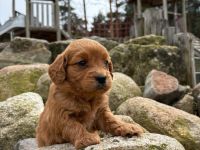 Goldendoodle Medium F1 Welpen