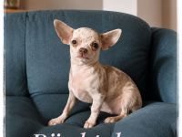 Traumhund Chihuahua Mädchen in wunderschöner Zeichnung aus seriöser Zucht mit Erfahrung