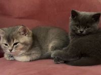BKH Katzen