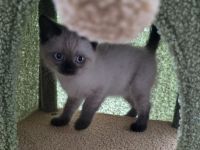 2 Kitten dringlich auf Grund von Allergie abzugeben