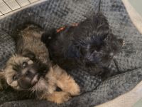 Bolonka Havaneser Welpen suchen liebevolles zu Hause