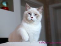 Britischkurzhaarkater mit Stammbaum, kastriert