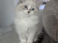 Reinrassiges Neva Masquerade Katerchen Unser letztes Kitten sucht ein liebevolles Zuhause