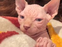 Liebevolle Sphynx-Katze sucht neues Zuhause.