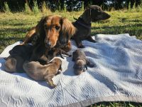 Sechs kleine Dackel-Glücksmomente suchen ihr „Für-immer-Zuhause“!