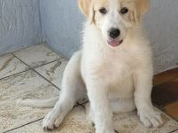 🐾 Maja auf der Suche nach ihrem Für-immer-Zuhause!