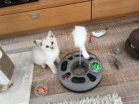 Kitten fast 3 Monate alt. ( M )