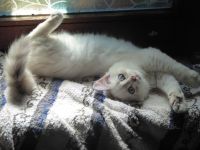 Sibirisches Kitten mit Stammbaum