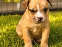 American Bully XL OEB Welpen aus Top Verpaarung