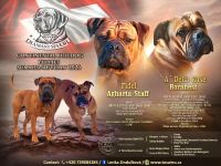 Continental Bulldog FCI - HD A - Reservierung August/September
