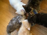 4 traumhafte Bkh-Kater suchen dich