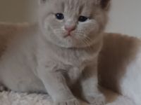 Noch 3 Süße Bkh Kitten