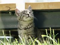 Babykatzen , Kätzchen, Kitten