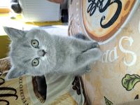Ab sofort russisch blue kitten abzugeben