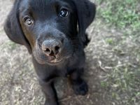 Labrador Welpen abgabebereit