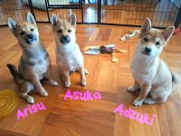 Reinrassige Shiba Inu Welpen (Mädchen)