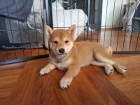 Reinrassige Shiba Inu Welpen (Mädchen)