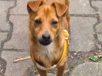 Süßes Zwergpinscher Mädchen abzugeben
