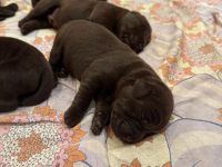 Reinrassige braune Labrador Welpen
