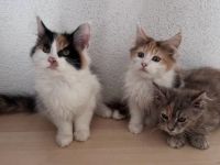 Maine Coon Kitten reinrassig Glückskatze