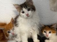 Maine Coon Kitten reinrassig