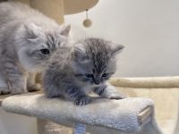Nur noch ein bkh kater