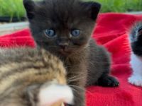 BKH Kitten