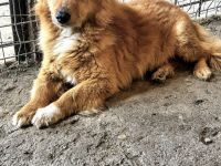 Paddington, klein, freundlich, wuschelig, wer adoptiert ihn?