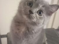 Katze Blh klein