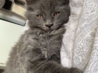Wir suchen dringend ein neues Zuhause XXL Maine Coon