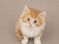 Maine Coon x Brittisch Langhaar