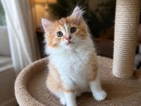 Maine Coon x Brittisch Langhaar Kater