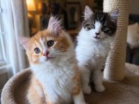 Maine Coon x Brittisch Langhaar