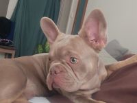 Französische Bulldogge Welpe