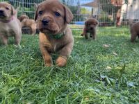 Labrador Foxred Welpen mit Papieren - liebevolle Familienaufzucht