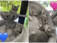 Bkh Katze kitten Kater britisch kurzhaar grau Blue getigert