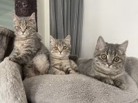 Bkh Katze kitten Kater britisch kurzhaar grau Blue getigert kuschelkatzen